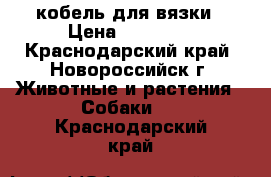 кобель для вязки › Цена ­ 10 000 - Краснодарский край, Новороссийск г. Животные и растения » Собаки   . Краснодарский край